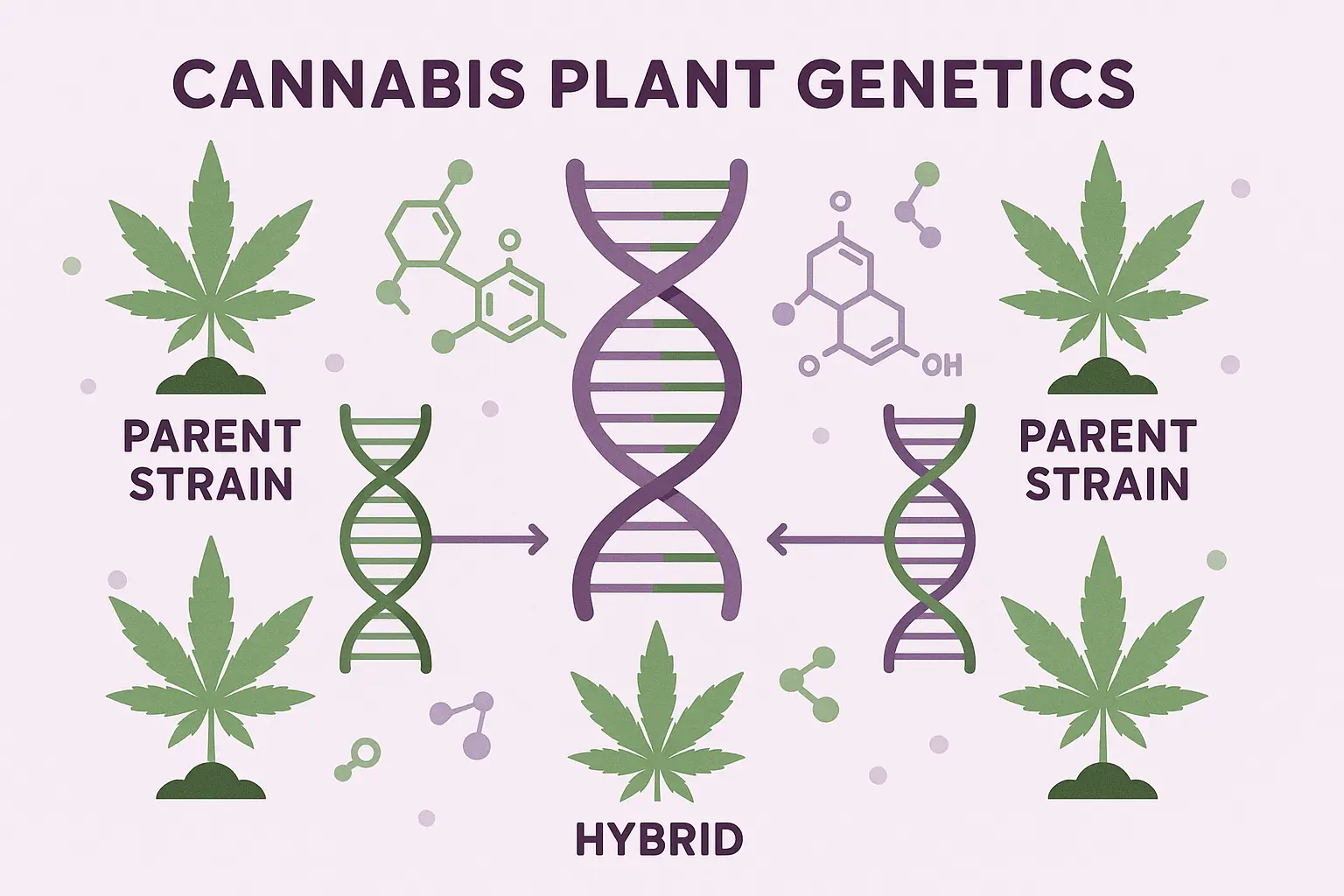 Cannabis plant genetics and breeding diagram