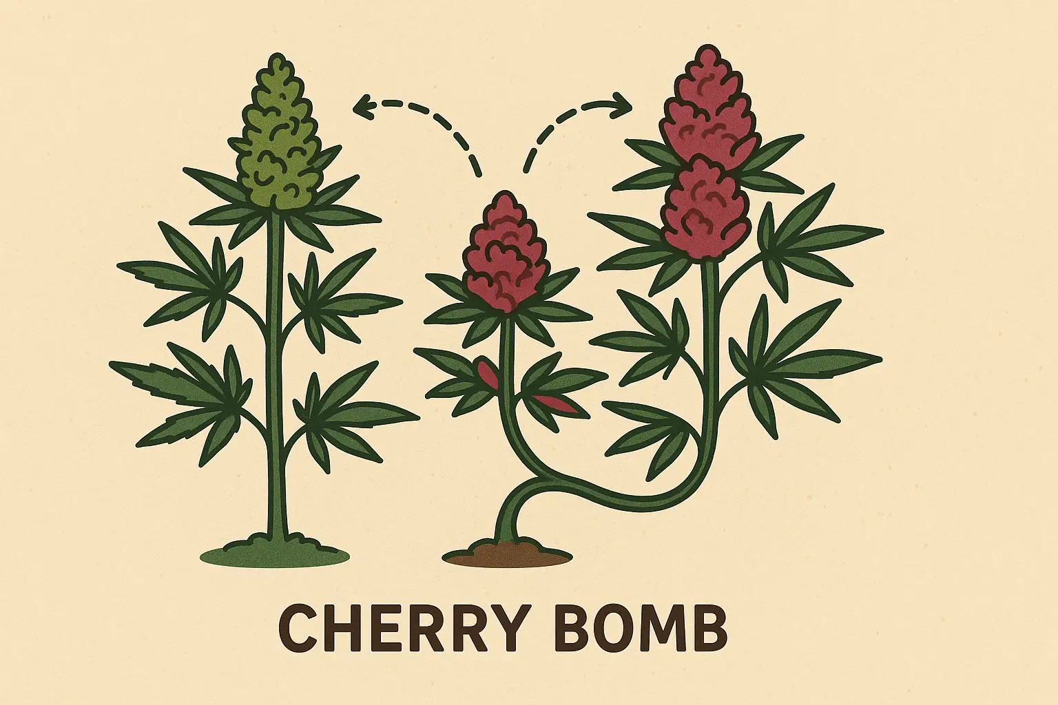 Cherry Bomb strain genetics and parent lineage