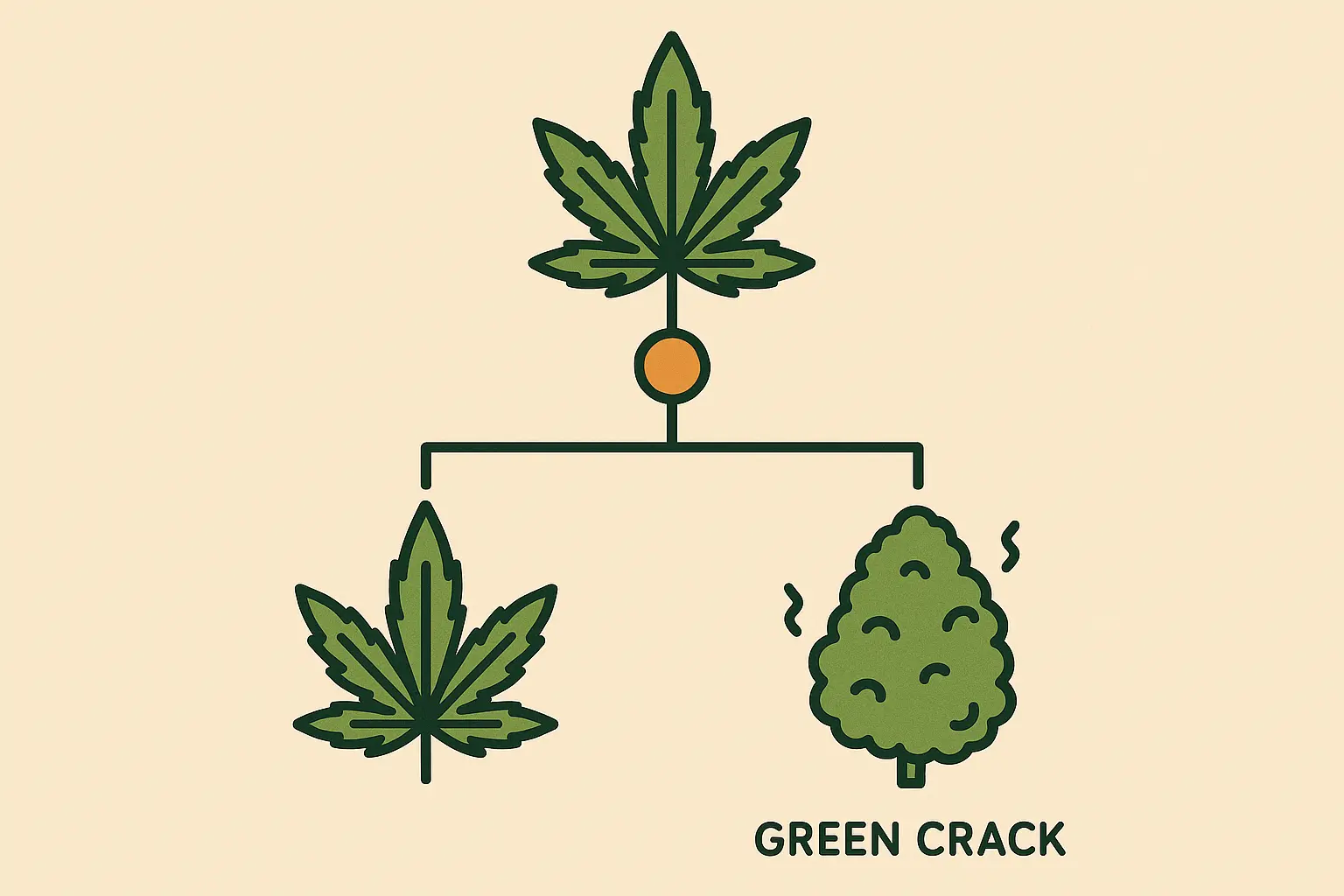 Green Crack strain genetics and background