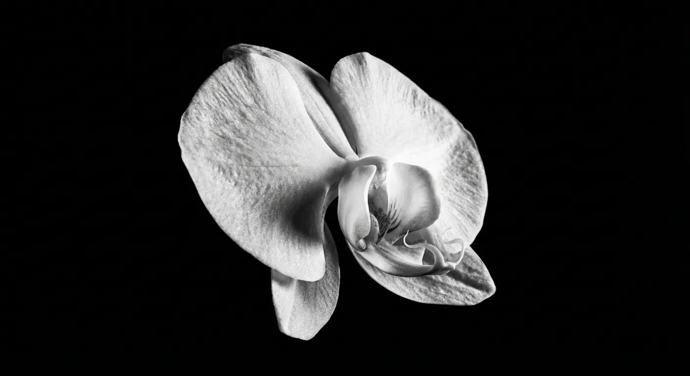 Close-up of a white orchid wallpaper for OLED screens