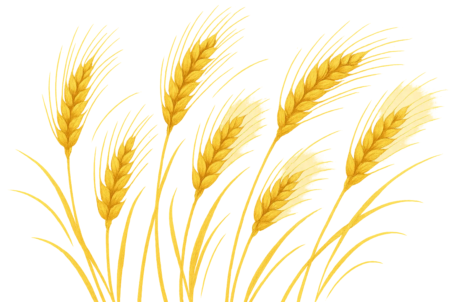 Harvest field representing lasting legacy and continued impact