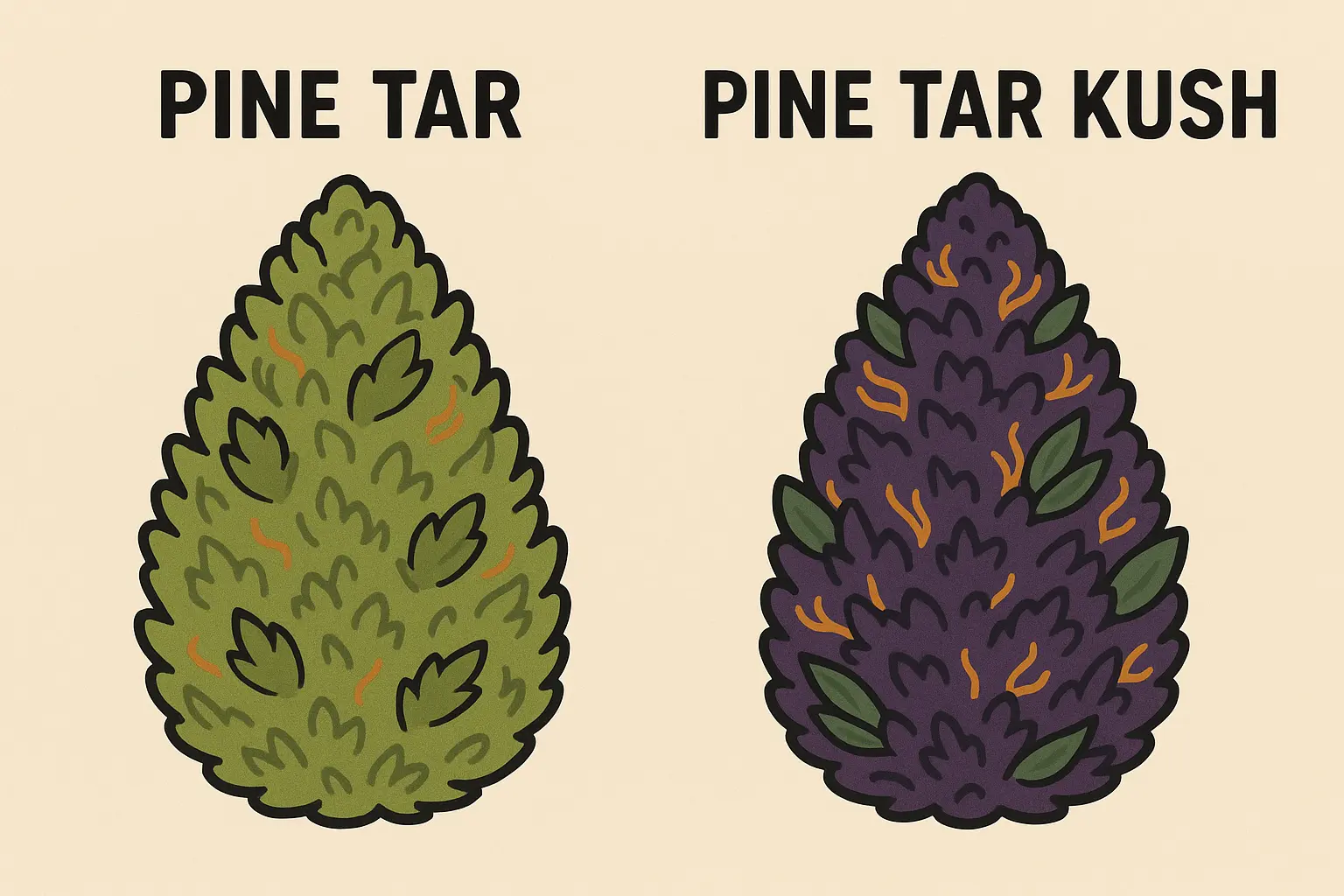 Pine Tar Kush buds showing dense structure and resin production