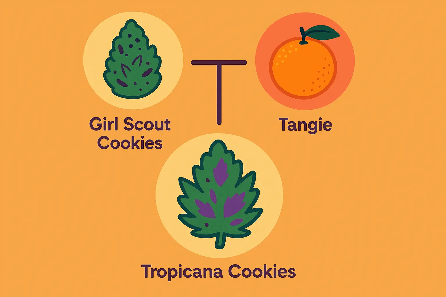 Cannabis genetics diagram showing parent strains