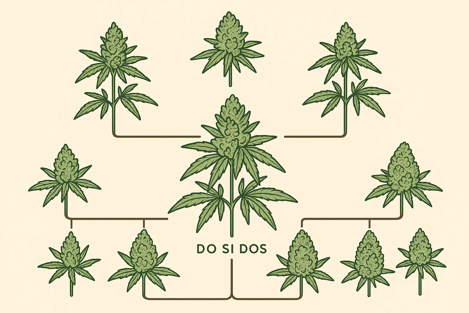 Related cannabis strains similar to Do Si Dos genetics