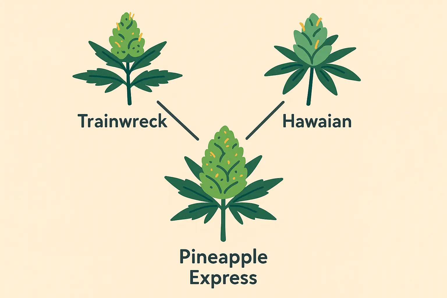 Pineapple Express strain genetics overview