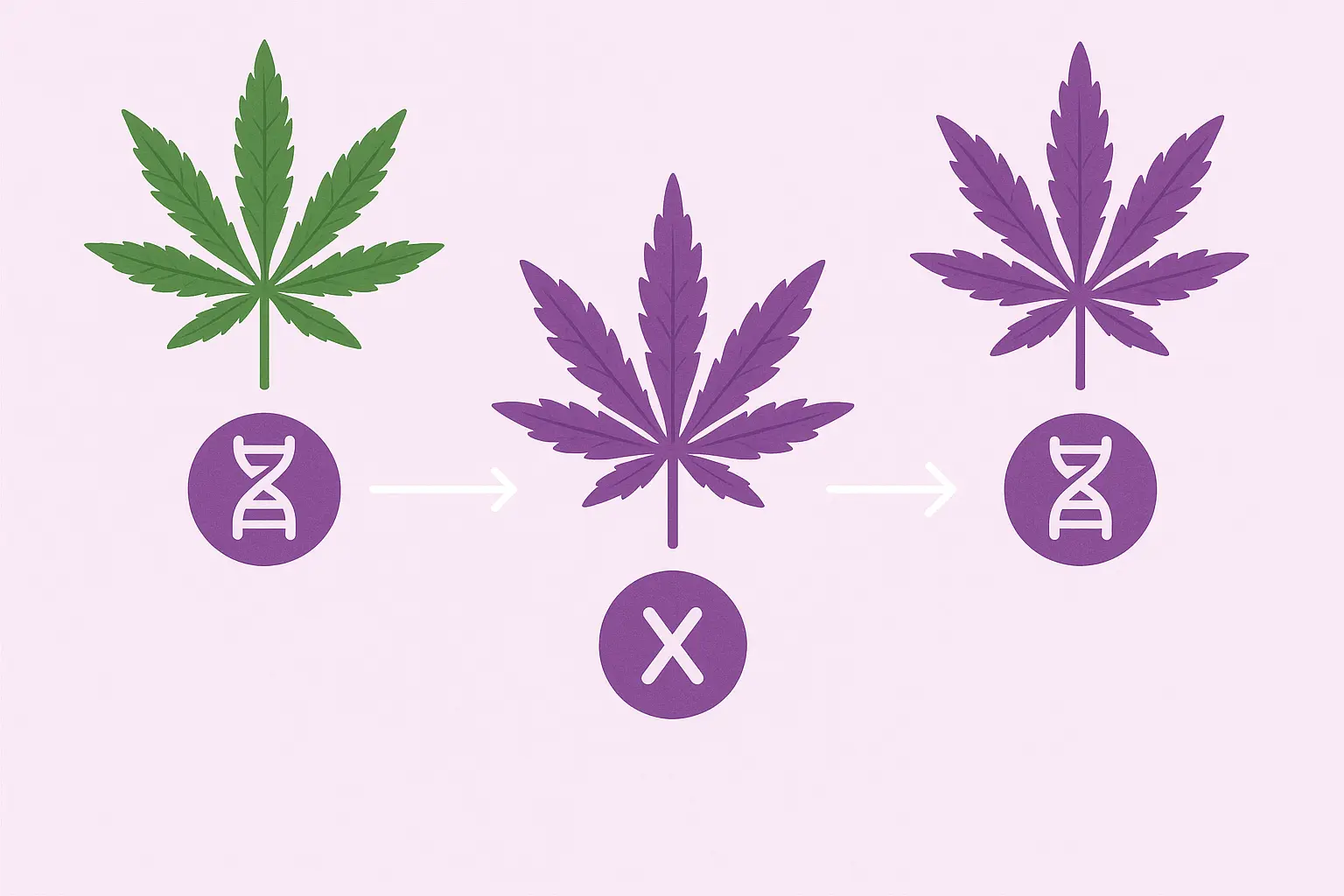 Slurricane strain buds showing purple coloration
